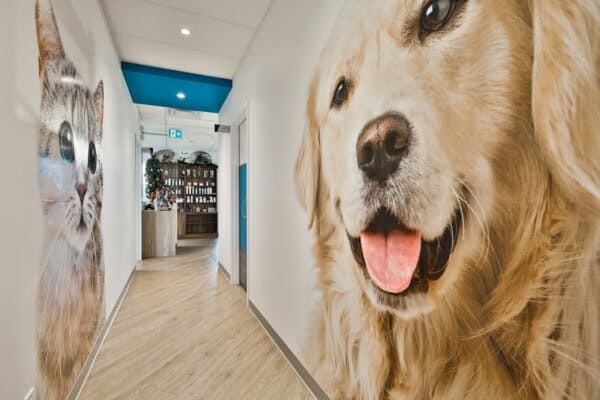 design-hopital-veterinaire-ile-perrot-espace-concept-design